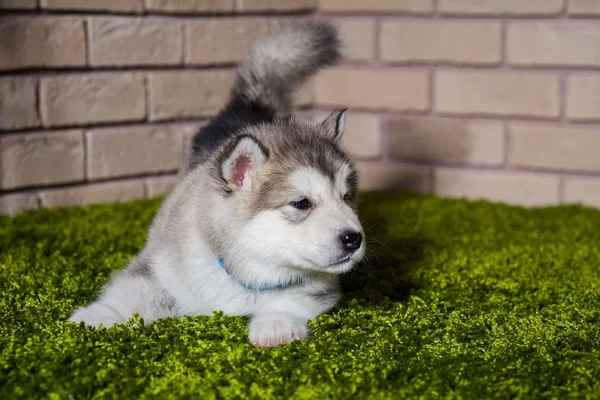 Malamute egy kis kölyök, bolondozás-farok szippantás a levegőben — Stock Fotó