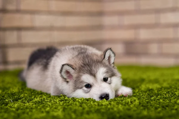 Egy malamute kiskutya feküdt a zöld fű — Stock Fotó