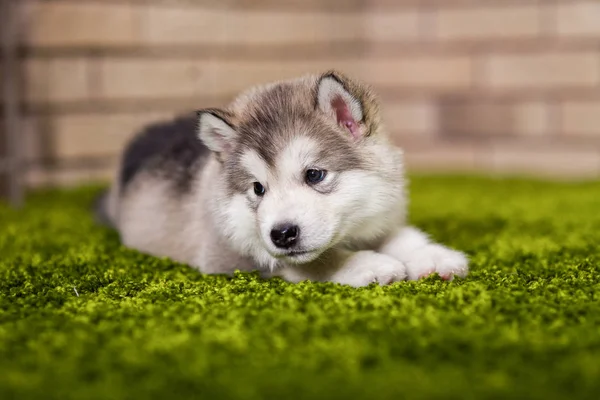 Egy malamute kiskutya feküdt a zöld fű — Stock Fotó