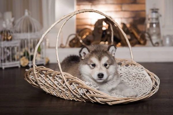 A fonott kosárba fekvő malamute kölyök — Stock Fotó