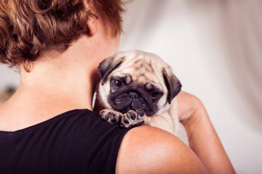 Sahibi bir showlder üzerinde oturan bej köpek pug