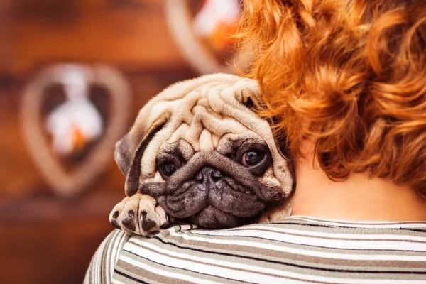 Tanınmayan kadını omzuna yalan küçük uykulu köpek pug