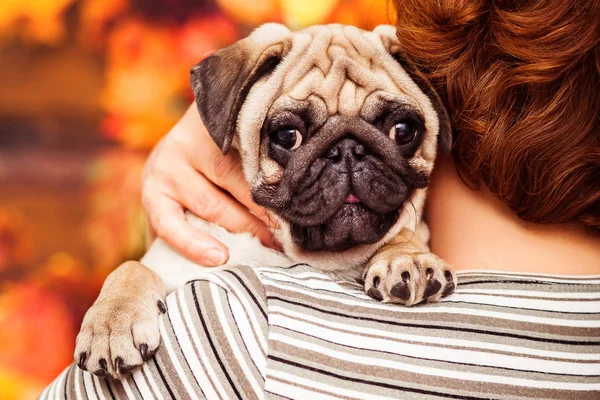 Bej uykulu köpek pug sahibi omzuna oturuyor. Portre