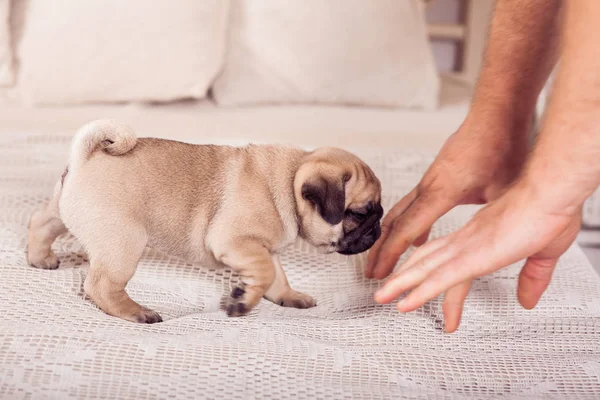 Pequeño cachorro de pug beige de pie en la cama y oliendo el owne — Foto de Stock