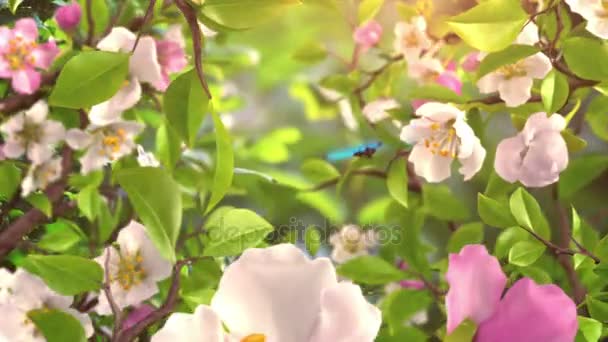 Intro mit Schmetterlingen und blühenden Blumen — Stockvideo