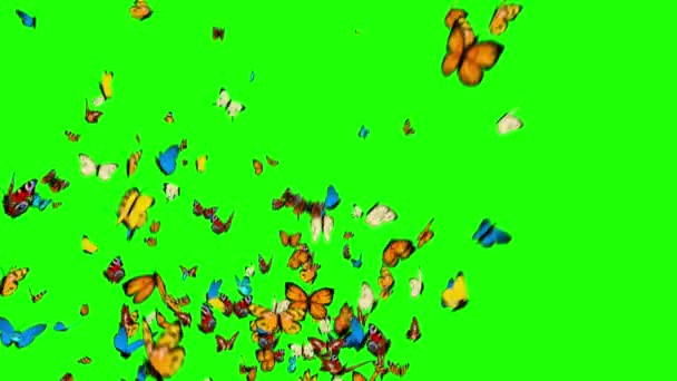 Mariposas Volando Sobre Fondo Verde Animación — Vídeo de stock