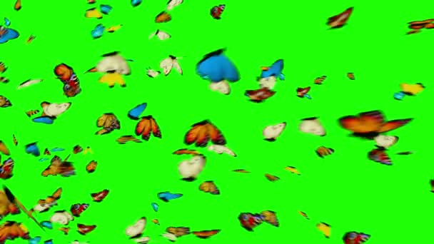 Mariposas Volando Sobre Fondo Verde Animación — Vídeos de Stock