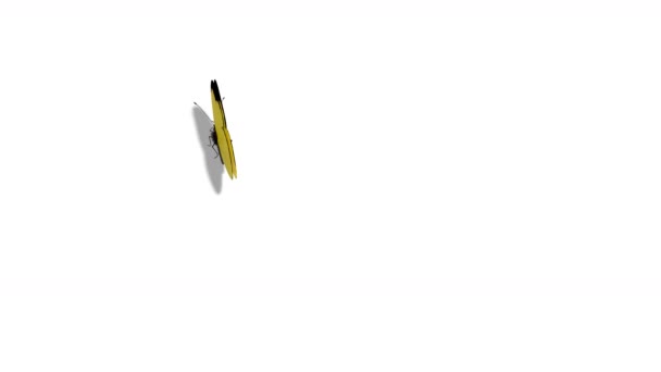 Papillon jaune volant sur un fond bleu 