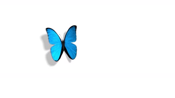 Papillon bleu volant sur un fond vert — Video