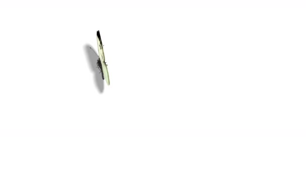 Weißschmetterling Kohl fliegen auf blauem Hintergrund — Stockvideo