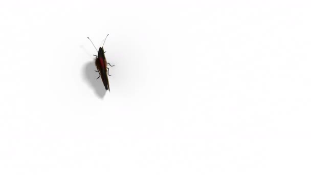 Peacock Butterfly Flying on a Green Background — Stock Video