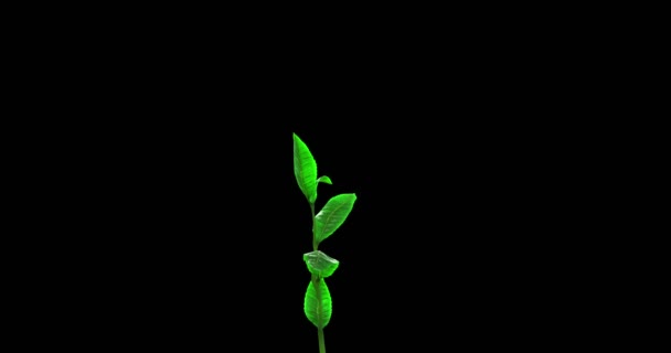 Growing Tea Leaf on a Blue Background. Beautiful 3d animation, 4K — Stock Video