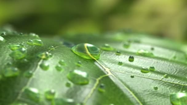 水流れるドロップダウン 美しくリアルな アニメーションの葉の上 — ストック動画