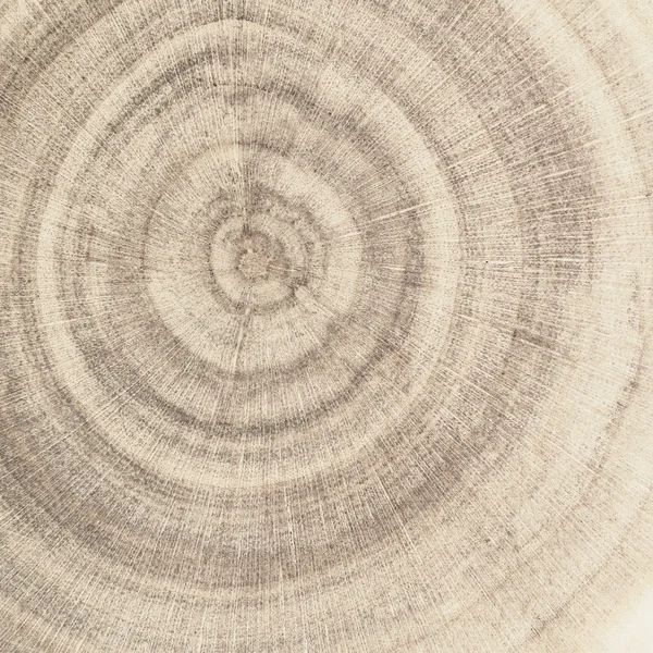 Кінець кільця зерна деревини — стокове фото