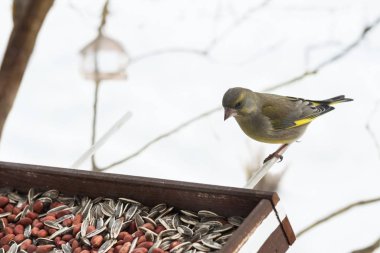 Feeding wild birds clipart