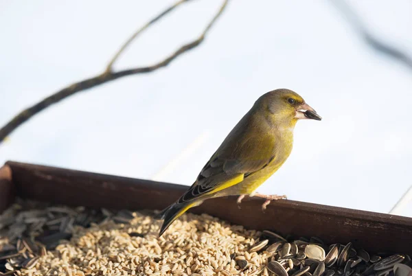 摂食野鳥 ストック画像