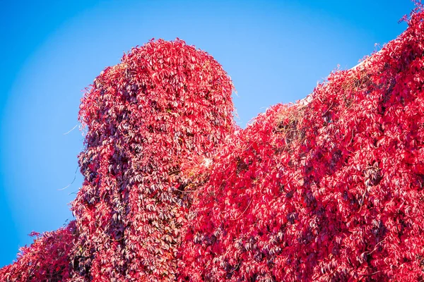 Červené ivy na stavební — Stock fotografie