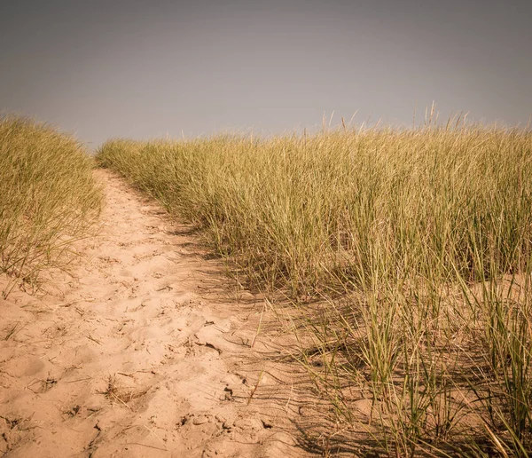 Playa y hierba — Foto de Stock