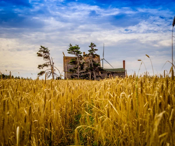 Campo di grano abbandonare casa — Foto Stock