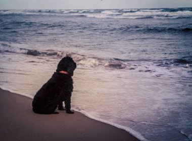 plajda siyah yavru horoz İspanyol