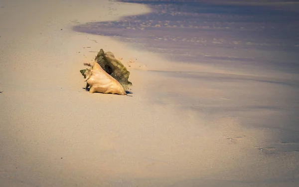 Conch shell praia Caribe — Fotografia de Stock