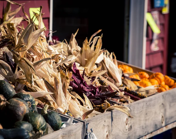 Flint corn or Indian corn — Stock Photo, Image