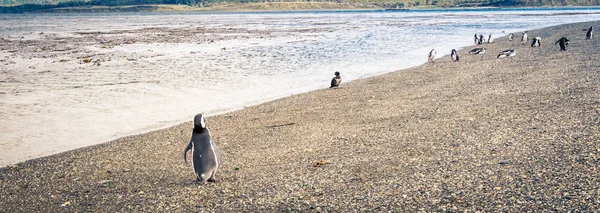 Penguin ushuaia argentina — Stok Foto