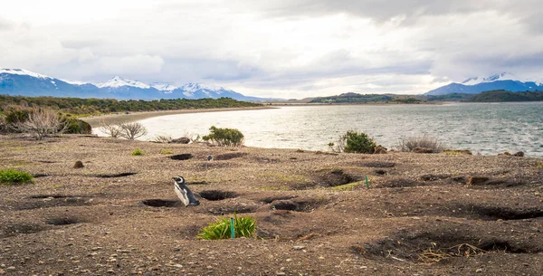 Ushuaia penguenler — Stok fotoğraf