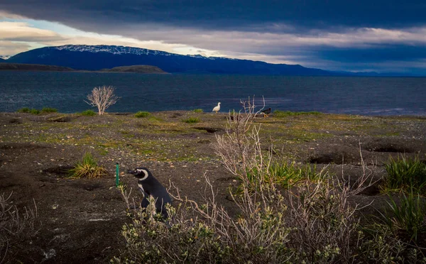 Penguin di Ushuaia — Stok Foto