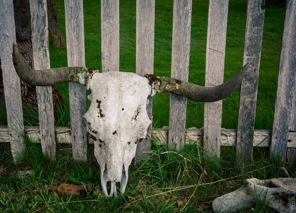 Koe schedel met hoorns — Stockfoto