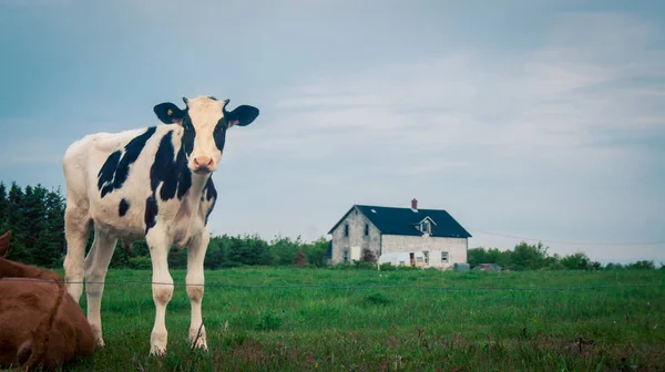 Vitello Holstein in una fattoria — Foto Stock