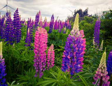 colourful wild lupines  clipart