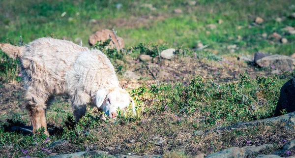 Sheep in Patagonia — Stock Photo, Image