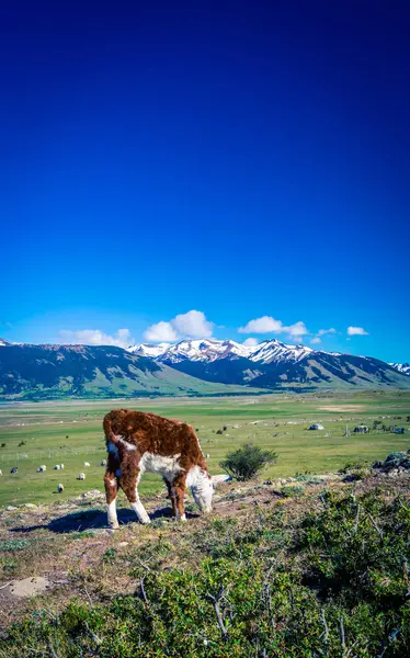 Hereford calf in Patagonia — Stock Photo, Image