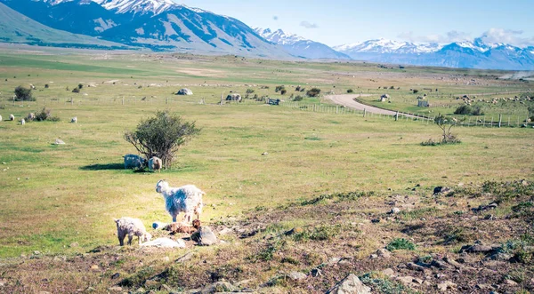 Sheep in Patagonia — Stock Photo, Image