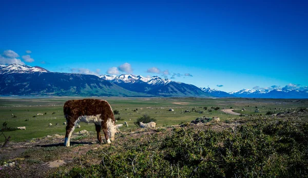 Hereford calf in Patagonia — Stock Photo, Image