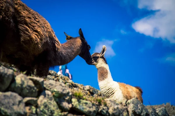 Llamas en Machu Picchu —  Fotos de Stock
