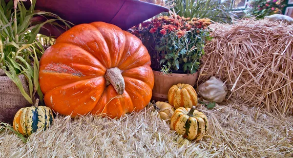 Pumpkin Gourds Display — Stock Photo, Image