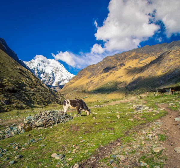 Cow Valley Peru — Stock Photo, Image