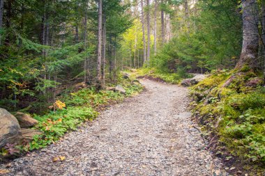 Hiking trail Gaspe Quebec