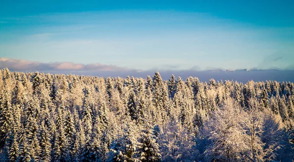 Fresh Snow Forest Montenegro — Stock Photo, Image
