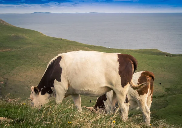 Αγελάδες Στις Νήσους Magdalen — Φωτογραφία Αρχείου