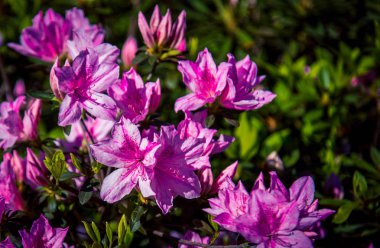 Charleston içindeki pembe ormangülü Bahçe 