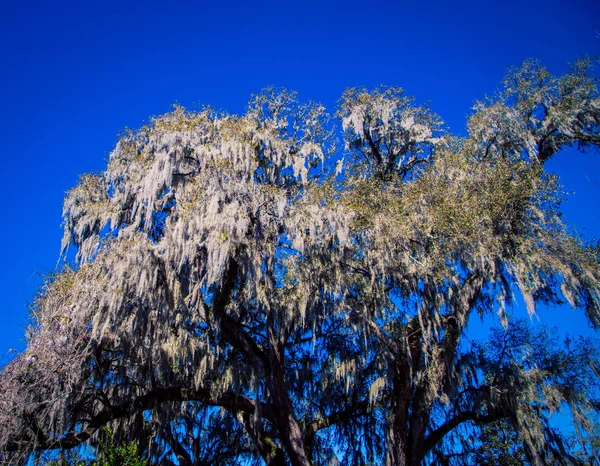 Musgo Uma Árvore Carolina Sul — Fotografia de Stock