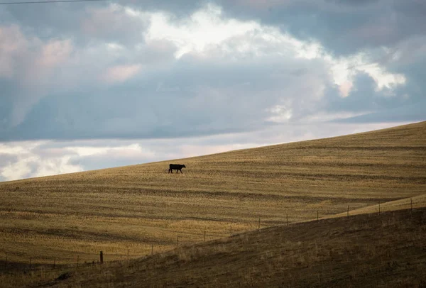 Angus Cow Rural Washington — Stock Photo, Image
