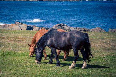 Newfoundland sahilinde atlar