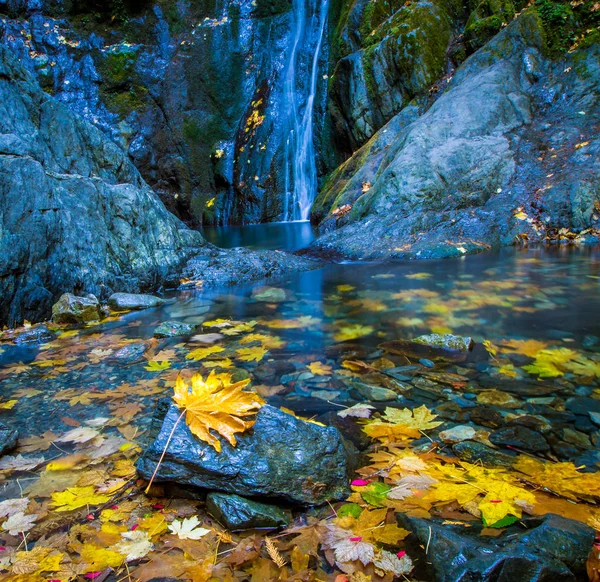 Feuille Tombée Une Cascade — Photo