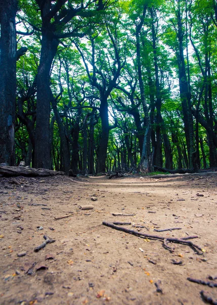 Hiking Trail Though Trees Chalten Park — 图库照片