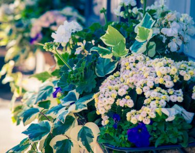 colorful window box in Charleston 