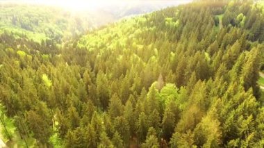 Hava dron görüntüleri izlenme: Bahar dağlar, tepeler ve çam ve köknar ile çayırlar üzerinde güneş yumuşak ışık yeşil ormanlar uçuş. Karpat Dağları, Romanya, Avrupa. Güzel manzara